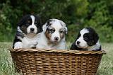 BERGER AUSTRALIEN PUPPIES 353